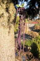 Flower & Style Kunstpflanzen & -blumen Amarant aubergine hängend 66 cm (lila)