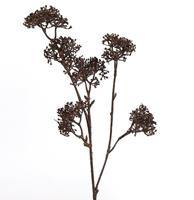 Decostar Kunstpflanzen & -blumen Bonny Holunder Pflanze braun (braun)