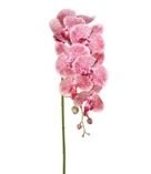 Bell'Arte Kunstpflanzen & -blumen Orchideen Blume weiss-rosa 87 cm (89650/H087/000) (mehrfarbig)