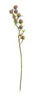 ASA Kunstpflanzen & -blumen Dekozweig Fruchtzweig grün 72 cm (grün)