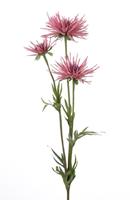 Flower & Style Kunstpflanzen & -blumen Chrysantheme amaranth pink 73 cm (lila)