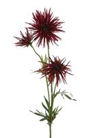 Flower & Style Kunstpflanzen & -blumen Chrysantheme aubergine 73 cm (lila)