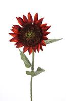 Flower & Style Kunstpflanzen & -blumen Sonnenblume Girasole samtrot 72 cm (rot)