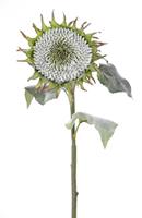 Flower & Style Kunstpflanzen & -blumen Sonnenblume Girasole weiss-grün 80 cm (grün)