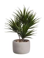 ASA Kunstpflanzen & -blumen Bonsai palme 24,5 x 17,5 x 24,5 cm (grün)