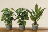 Boltze Kunstpflanzen & -blumen Pflanze im Topf 35 cm sortiert (1 Stück) (grün)