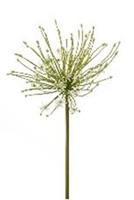 Flower & Style Kunstpflanzen & -blumen Allium Knospen weiss 116 cm (183164) (weiss)