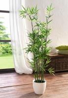 Yomonda Pflanze Bambus bunt