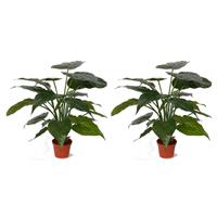 Set Van 2x Stuks Kunstplanten Alocasia Olifantsoor Groen 51 Cm - Groene Huis Of Kantoor Nepplanten