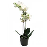 Phalaenopsis Orchidee In Pot 50 cm wit kunstplant - Nova Nature