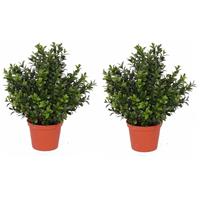 2x Kunstplant Buxus Plant In Pot 31 Cm - Kunstplanten