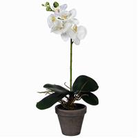 Phalaenopsis Orchidee Kunstplant Wit In Pot H48 X D13 Cm Cm - Kunstplanten/nepplanten Met Bloemen