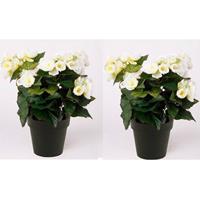 2x Kunstplant Begonia Wit 30 Cm - Nepplanten / Kunstplanten