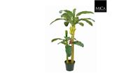 Dekorationspflanze Mica Decorations (115 X 180 Cm)