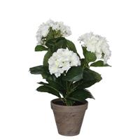 Mica Hortensia in pot wit