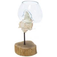 Plantenwinkel.nl Decowood Glass Round Shell Stand 16x32 cm ronde glazen vaas op schelp decoractie