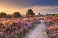 Karo-art Schilderij - Zonsondergang in duinen, 2 maten, Premium print