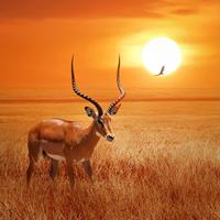 Karo-art Schilderij - Antilope in Afrika , Oranje bruin , 3 maten , Wanddecoratie