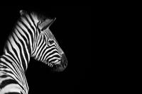 Karo-art Schilderij - Zebra zwart/wit, 2 maten, premium print