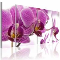 Karo-art Schilderij - Geweldige Orchidee , paars wit , 4 luik