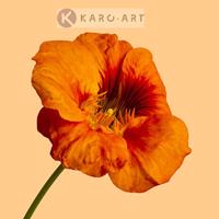 Karo-art Afbeelding op acrylglas - Oranje klaproos op gele achtergrond , 3 maten , premium print