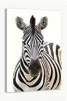 Karo-art Schilderij - Vooraanzicht Zebra, Grijs wit , 3 maten , Premium print