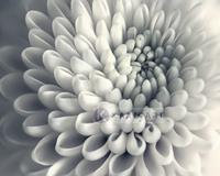 Karo-art Afbeelding op acrylglas - Chrysant bloem