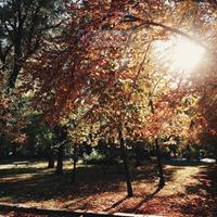 Karo-art Schilderij - Park in de herfst , Bruin groen , 3 maten , Wanddecoratie