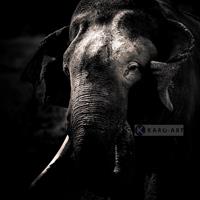 Karo-art Afbeelding op acrylglas - Olifant , Zwart wit , 3 maten , Premium print