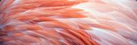 Karo-art Schilderij -Flamingo veren, roze, Premium print (wanddecoratie)