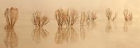 Karo-art Schilderij - Bomen in een meer, beige, panorama, 2 maten