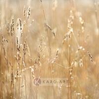 Karo-art Schilderij - Mist in het veld , Beige geel , 3 maten , Premium print