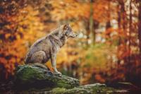 Karo-art Schilderij - Wolf in het bos, 2 maten, Premium print