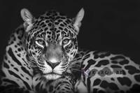 Karo-art Schilderij - Jaguar in zwart en wit, premium print, 3 maten , Wanddecoratie