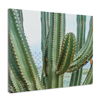 Karo-art Schilderij - Cactus in detail, groen, premium print, wanddecoratie