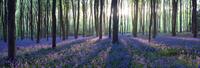 Karo-art Schilderij -Lavendel in het bos, 120x40cm. Wanddecoratie, premium print