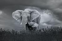 Karo-art Afbeelding op acrylglas- Moeder en baby olifant, 80x60cm. Zwart-Wit, Premium print