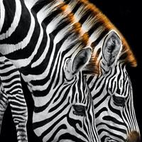 Karo-art Schilderij - Drinkende zebra's , Zwart wit , 3 maten , Premium Print