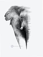 Karo-art Schilderij - Olifant op witte achtergrond, Grijs wit , 3 maten , Premium print