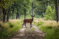 Karo-art Schilderij - Hert in bos, Groen, 2 maten, Premium print