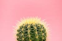 Karo-art Schilderij - Cactus Roze achtergrond, 100x70cm. Premium print