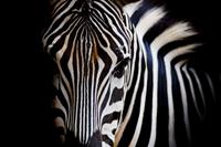 Karo-art Schilderij -Zebra close up, magisch, 100x70cm, wanddecoratie