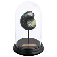 Esschert Design Ammonit Im Glasgefäß 16,4 X 25 Cm Holz/glas
