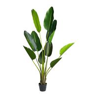 Xenos Strelitzia kunstplant - 150 cm