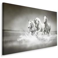 Karo-art Schilderij - Wilde paarden in zwart-wit, 4 maten, premium print