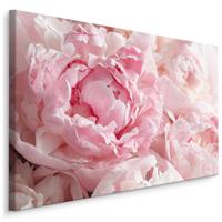 Karo-art Schilderij - Roze pioenrozen, 4 maten, premium print