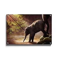 Walljar | Plexiglas schilderij Baby Olifant