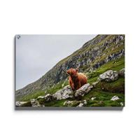 Walljar | Plexiglas schilderij Bruine Stier