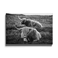 Walljar | Canvas schilderij Liggende Schotse Hooglanders