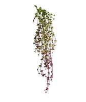 maxifleur Erbsen Hängepflanze 60 cm burgundy
